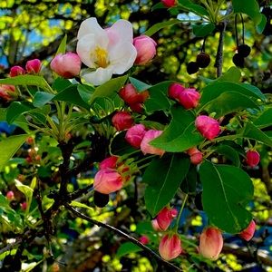 Meet your Posher, Ash